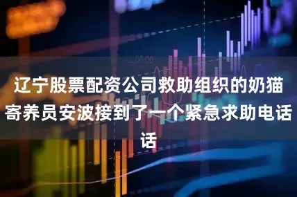 辽宁股票配资公司救助组织的奶猫寄养员安波接到了一个紧急求助电话
